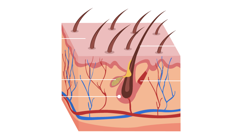 Hair root, hair follicules, hair transplant folllicules