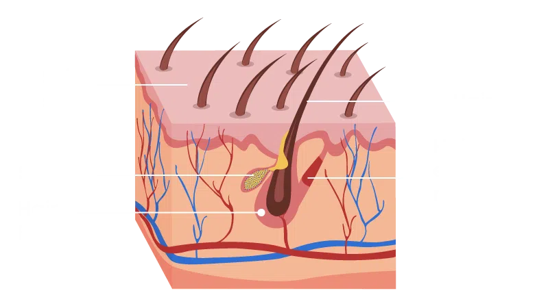 Hair root, hair follicules, hair transplant folllicules