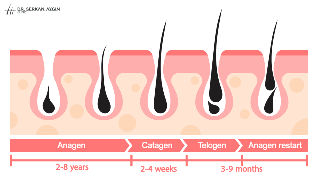 Seasonal Hair Loss Understanding Your Hair YearRound Dr Serkan