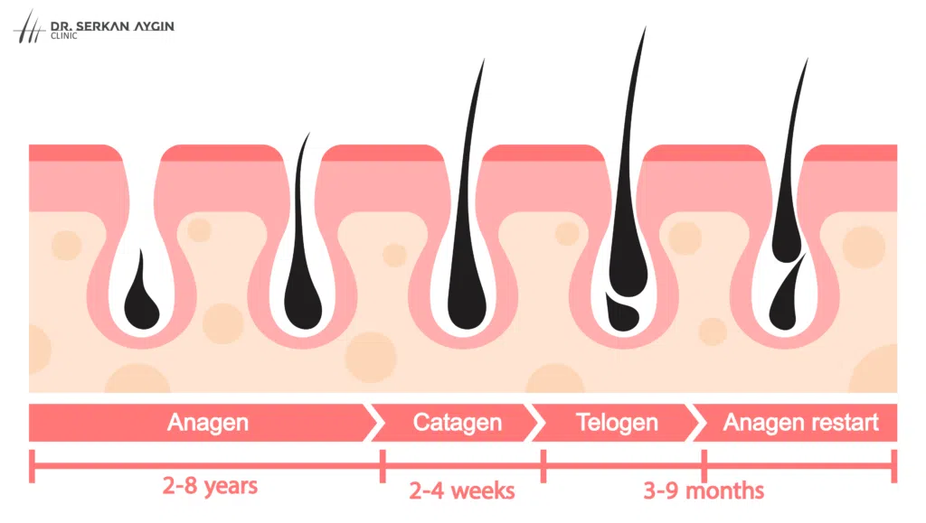Seasonal Hair Loss Understanding Your Hair YearRound Dr Serkan