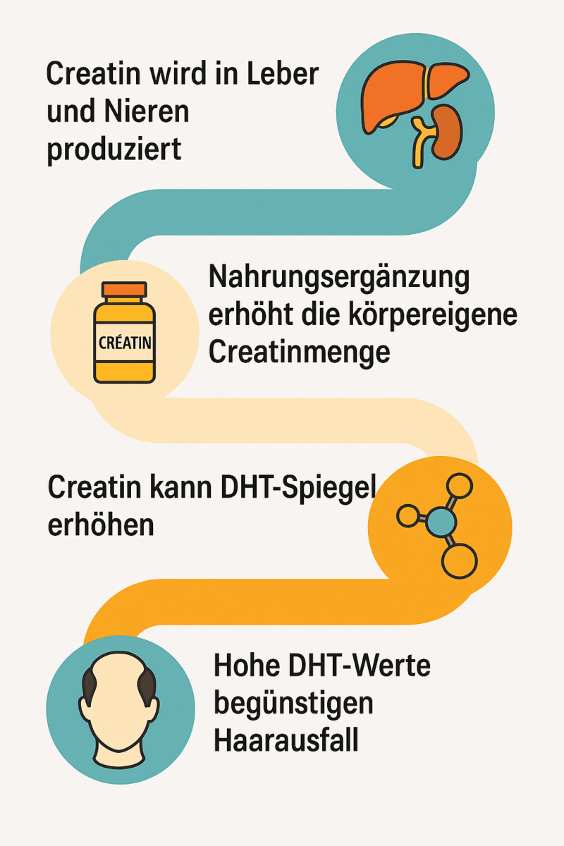 Infographik, die die Wirkung von Creating Haarausfall zeigt