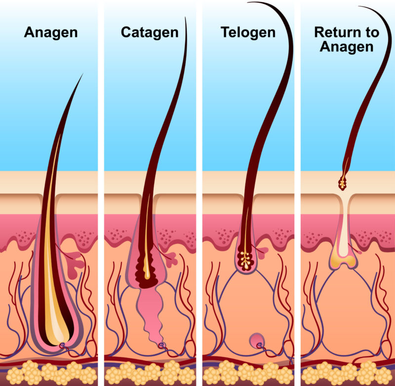Infographic showing anagen hair and the full hair growth cycle in 4 stages