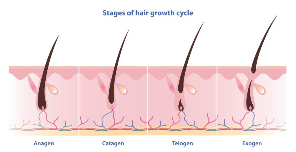 Hair growth cycle infographic