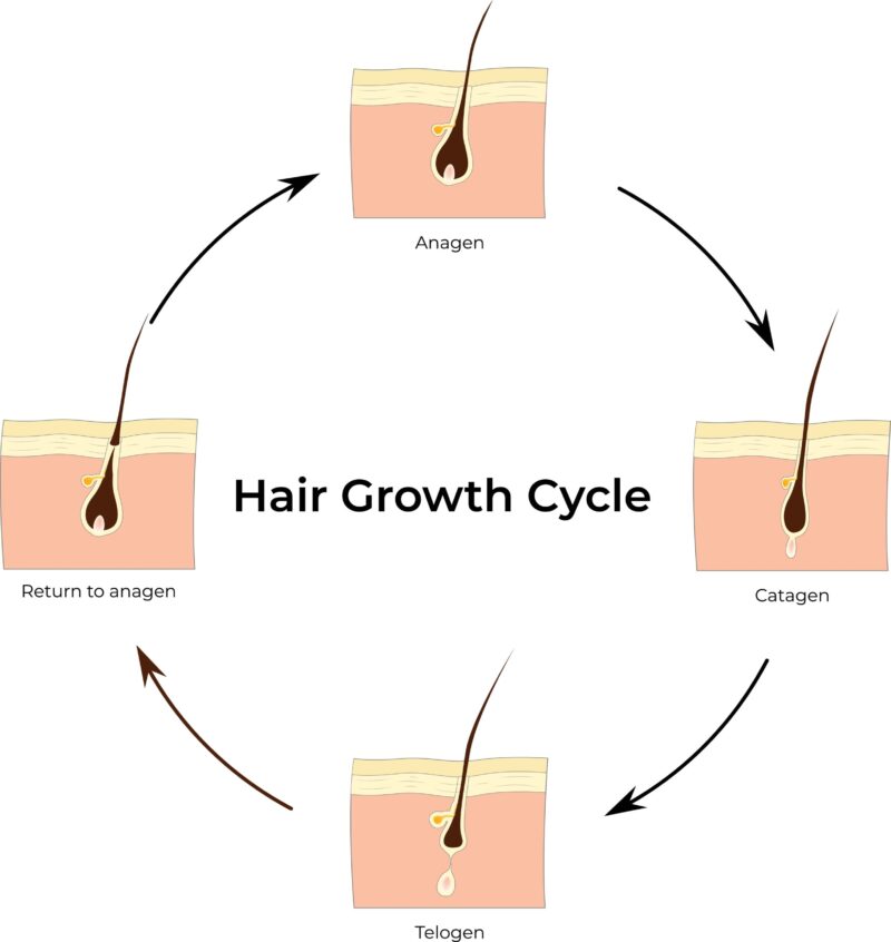 4 phases diagram of the hair growth cycle