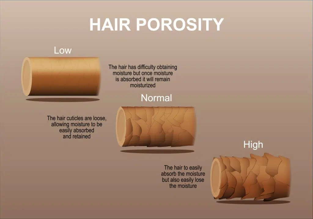 infographic displaying the 3 different types of hair porosity