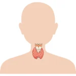 thyroids